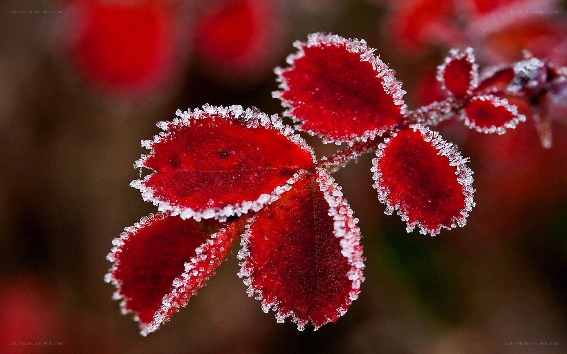 frost-covered red leaves