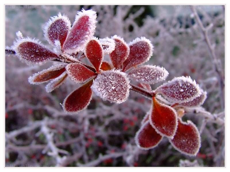 frost-covered red leaves