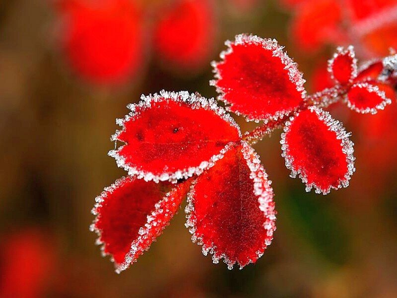frost-covered red leaves