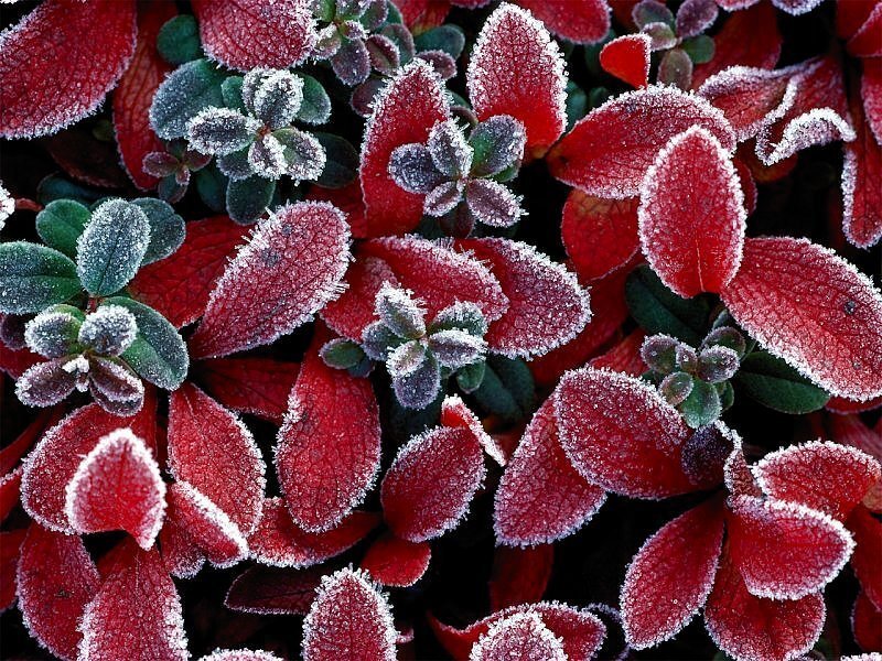 Frost-covered red leaves