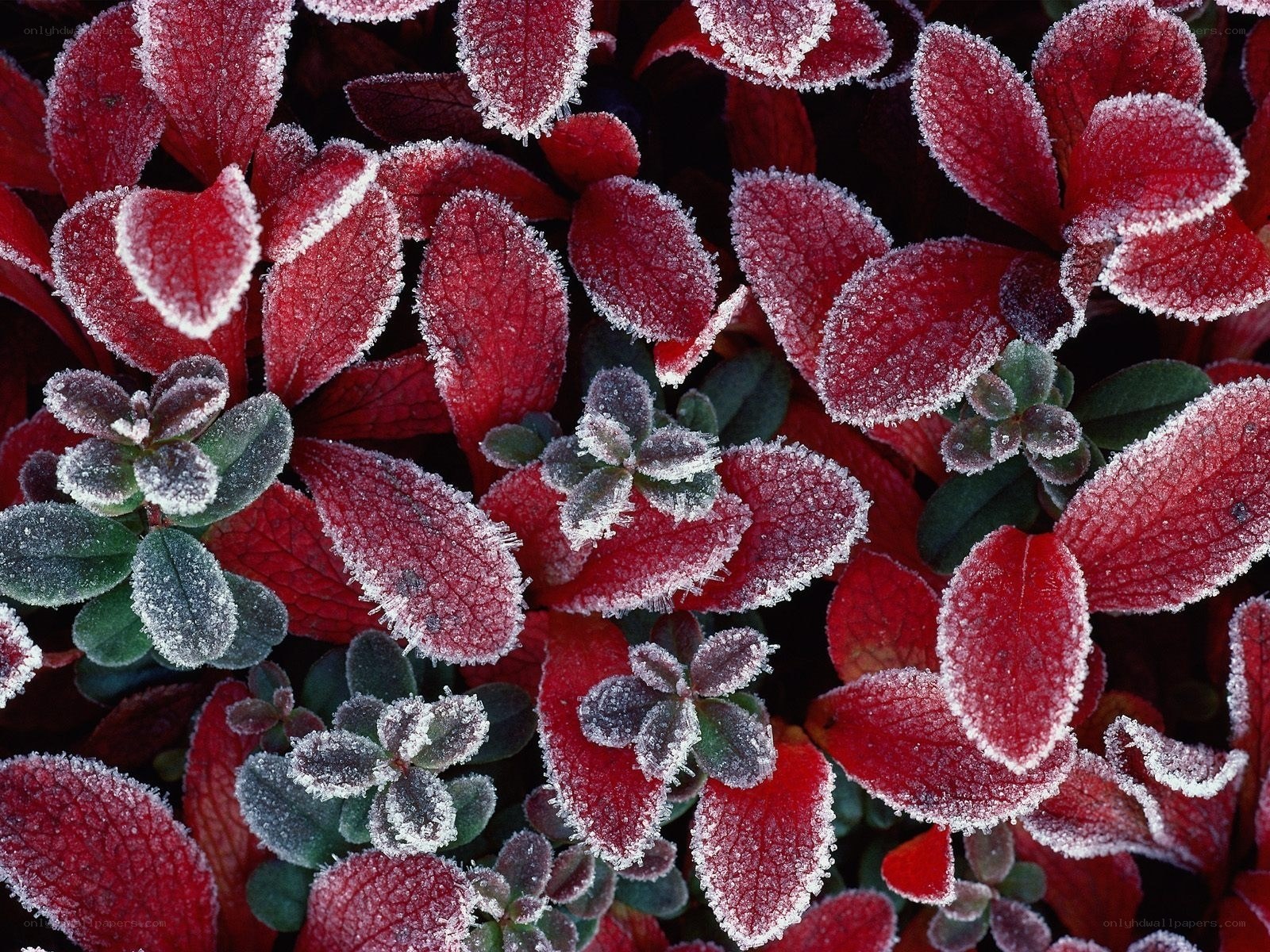 Frost-covered red leaves