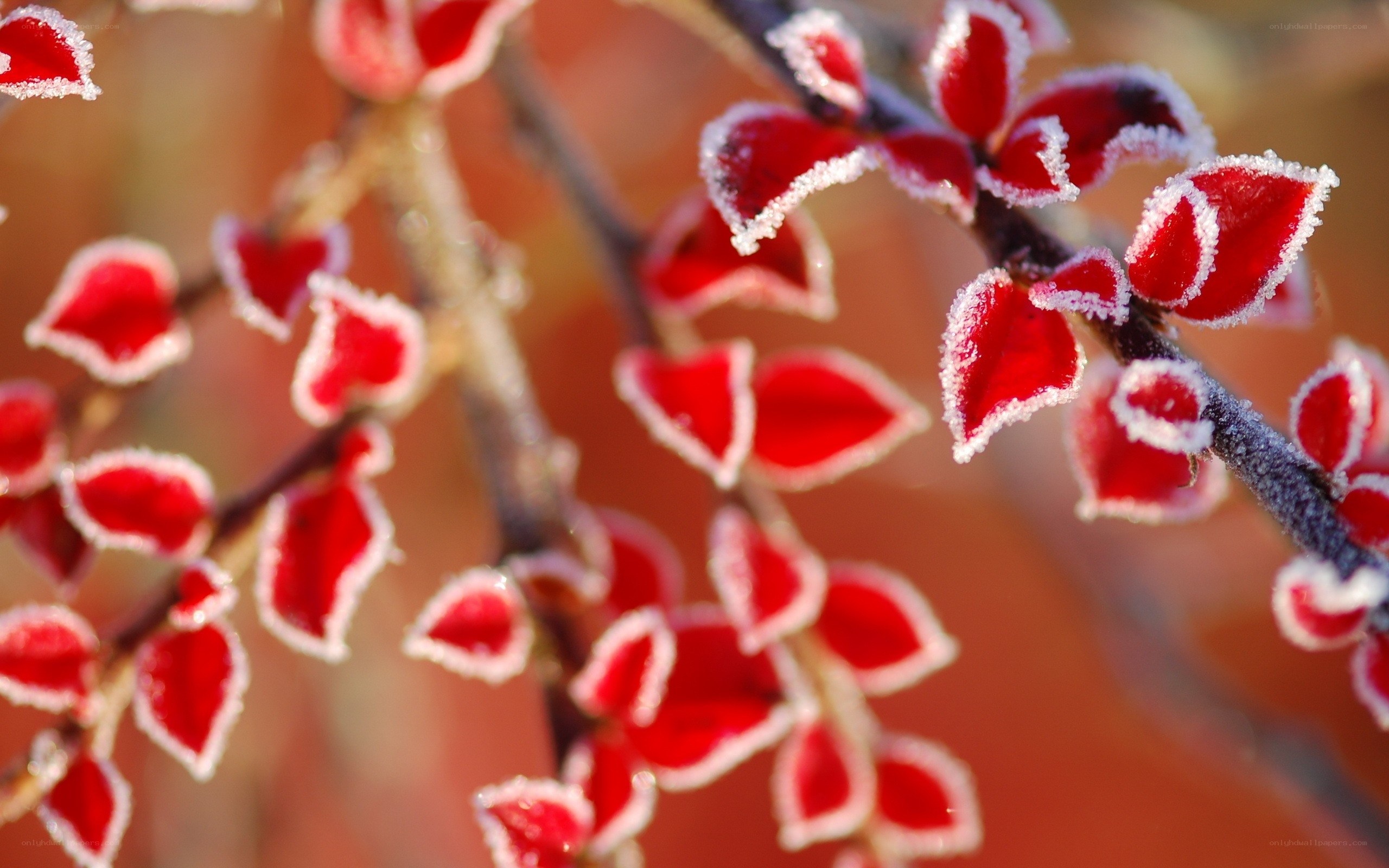 frost-covered red leaves