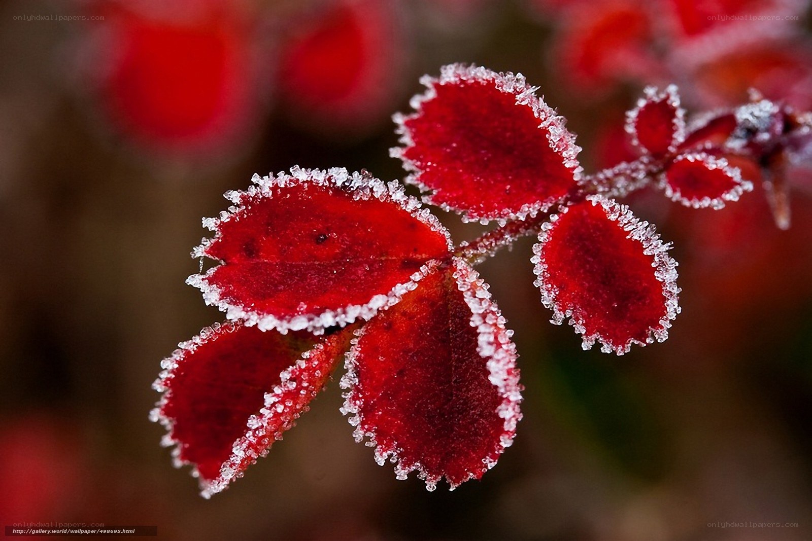 Frost-covered red leaves