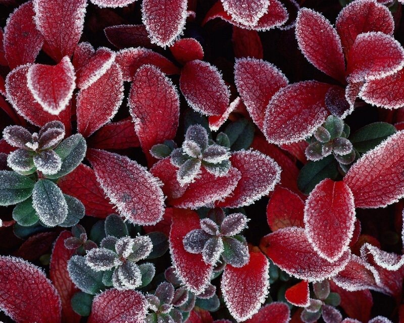Frost-covered red leaves
