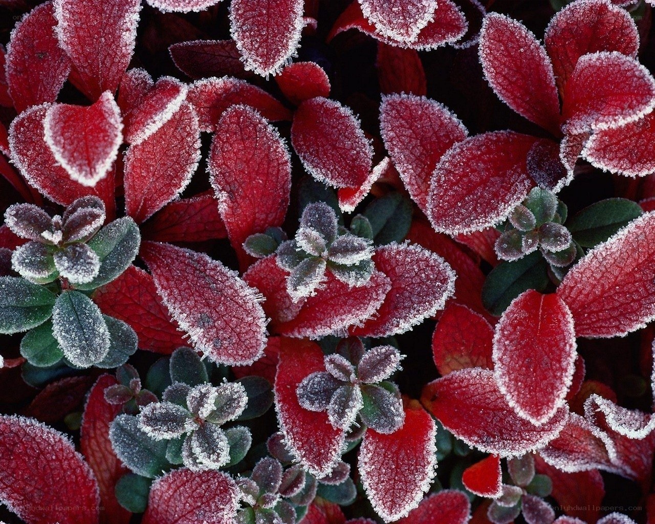 Frost-covered red leaves