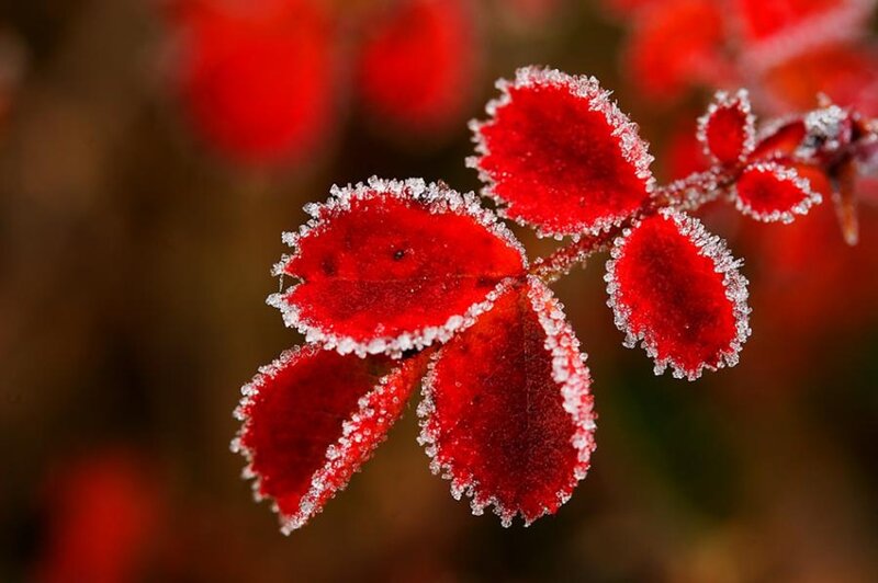 Frost-covered Red Leaves — Calm