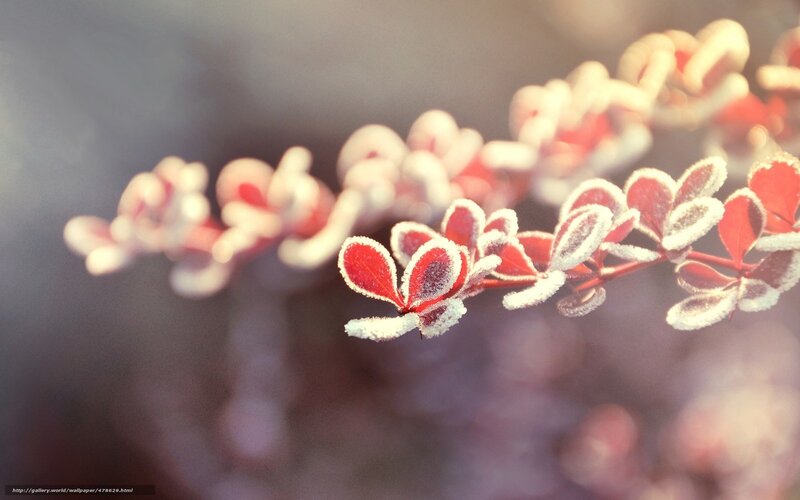 Frost-covered Red Leaves — Calm, Winter, Photograph