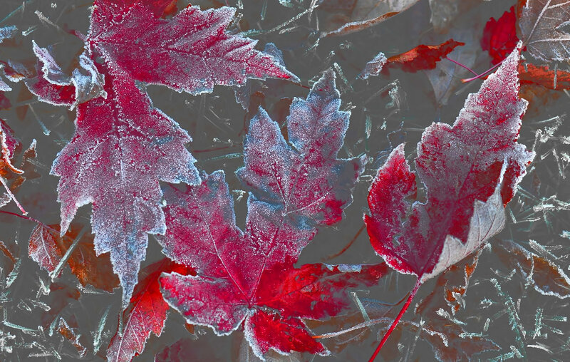 Frost-covered Red Leaves — Cold, Autumn