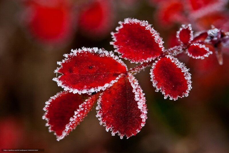 Frost-covered Red Leaves — Cold, Winter, Photograph, Frost