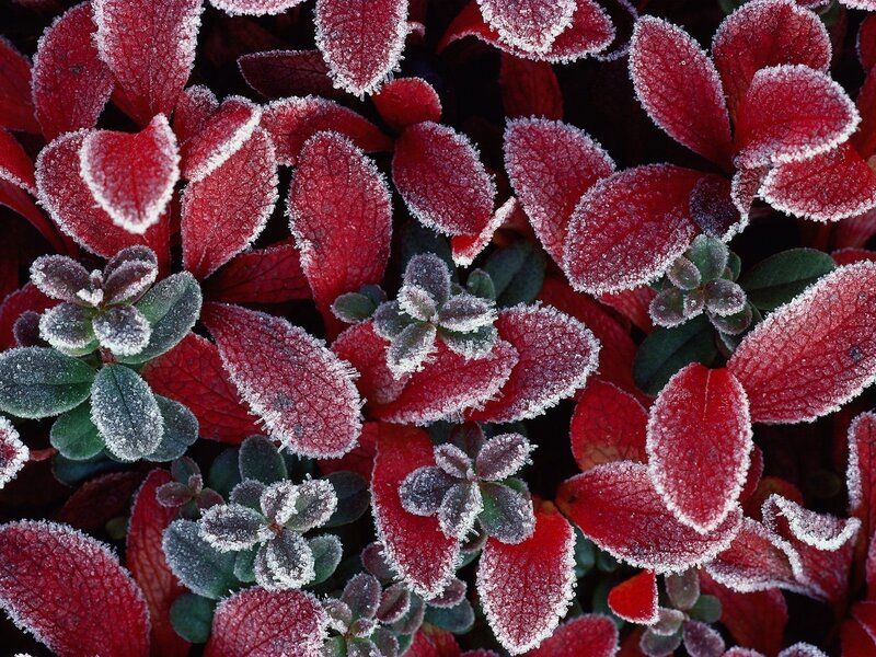 Frost-covered Red Leaves — Cold, Winter, Photograph