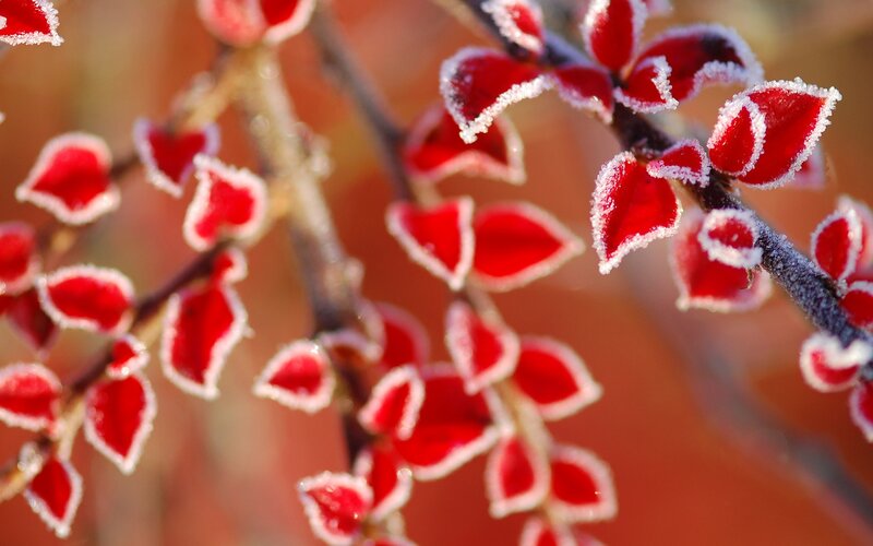 Frost-covered Red Leaves — Cold, Winter