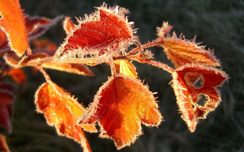 Frost-covered Red Leaves — Dramatic