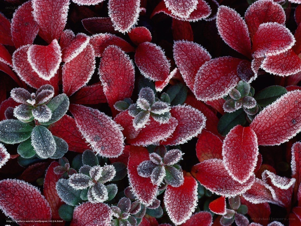 Frost-covered red leaves