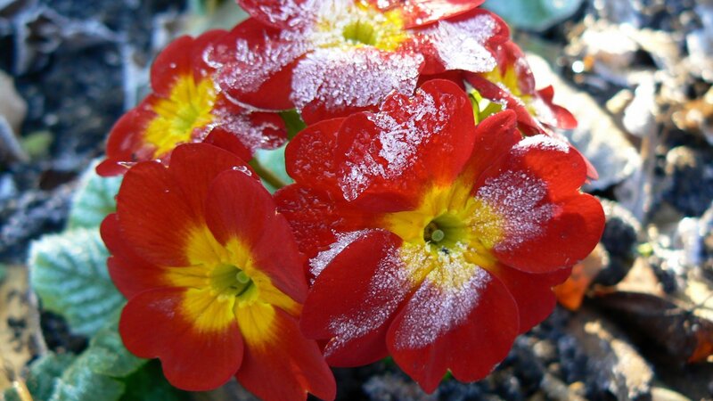 frost-covered red primroses