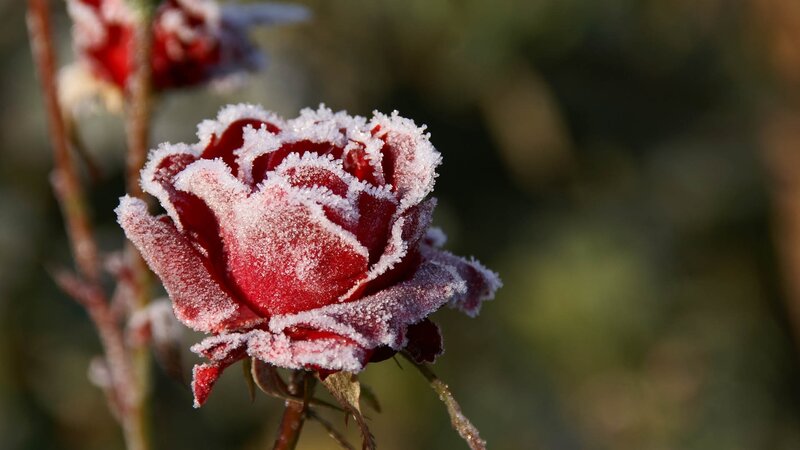 frost-covered red rose