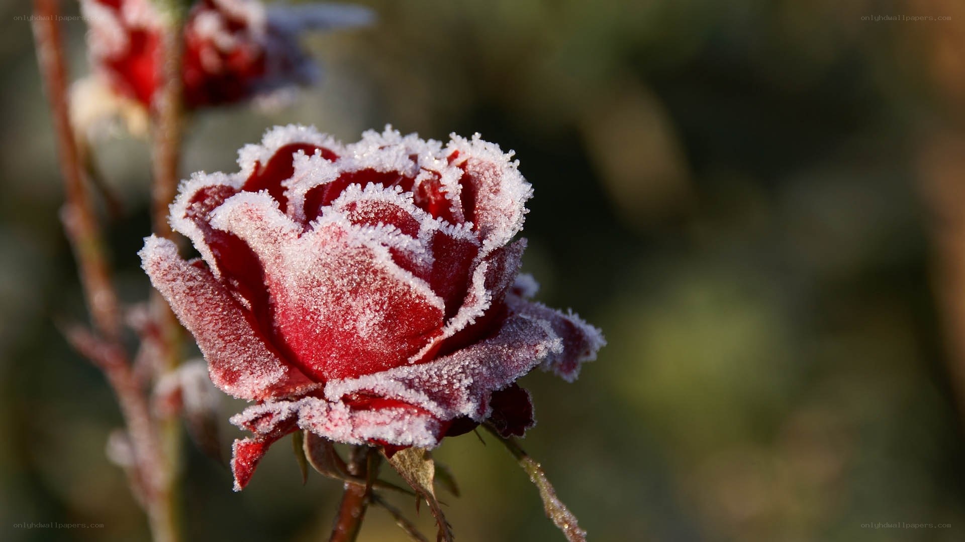frost-covered red rose