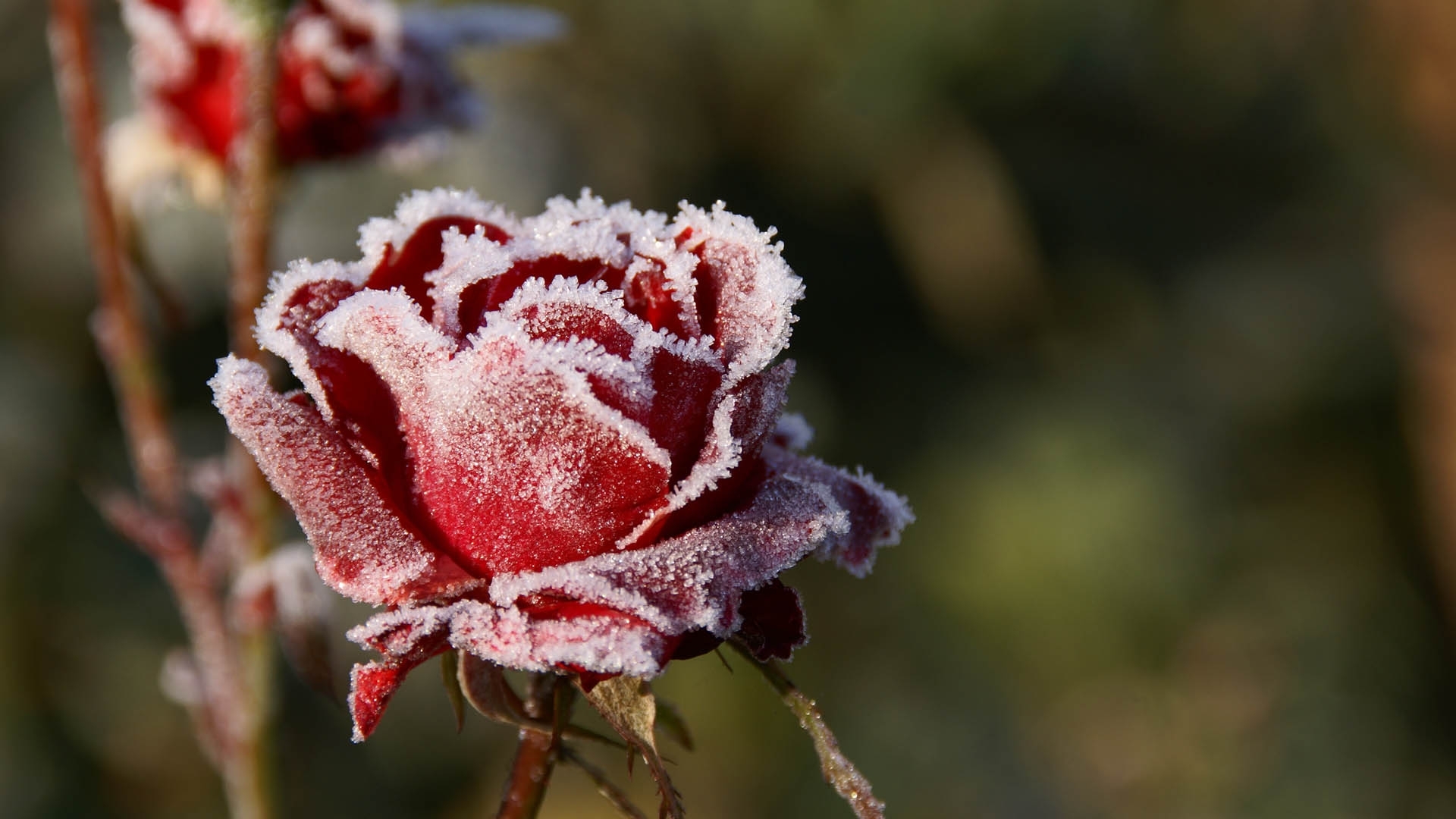 frost-covered red rose