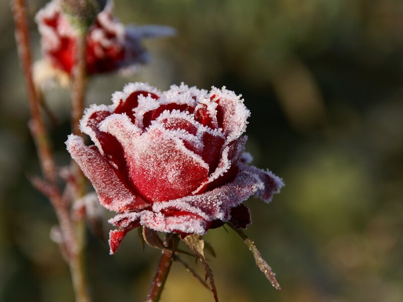 frost-covered red rose