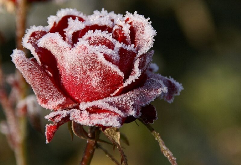 frost-covered red rose