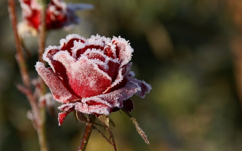 Frost-covered Red Rose — Calm, Winter, Photograph, Flower