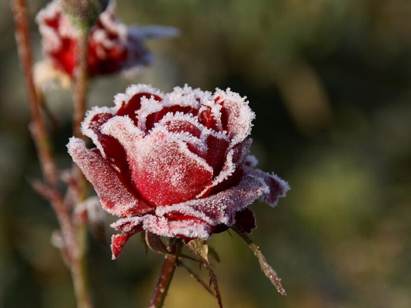 Frost-covered Red Rose — Calm, Winter, Photograph