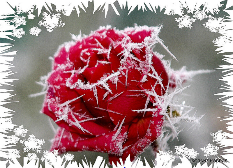 Frost-covered Red Rose — Cold
