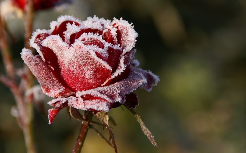 Frost-covered Red Rose — Cold, Winter, Photograph, Flower