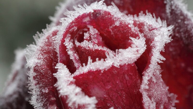 Frost-covered Red Rose — Cold, Winter, Photograph, Frost