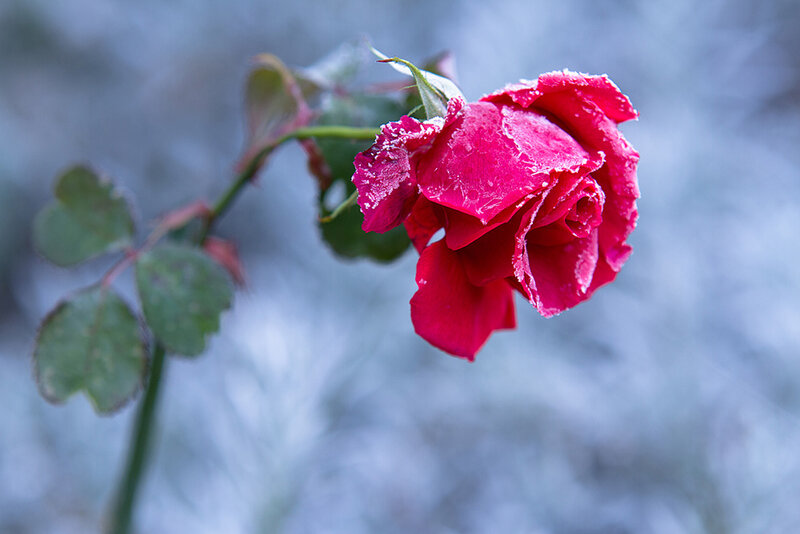 Frost-covered Red Rose — Cold, Winter, Photograph, Stem