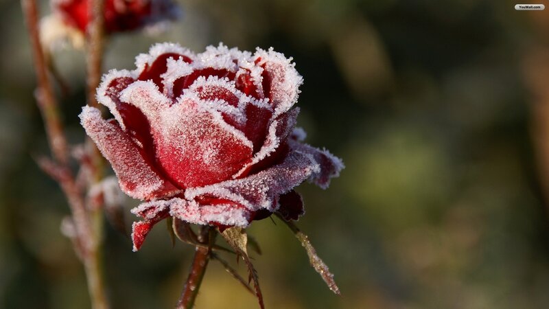 Frost-covered Red Rose — Cold, Winter, Photograph
