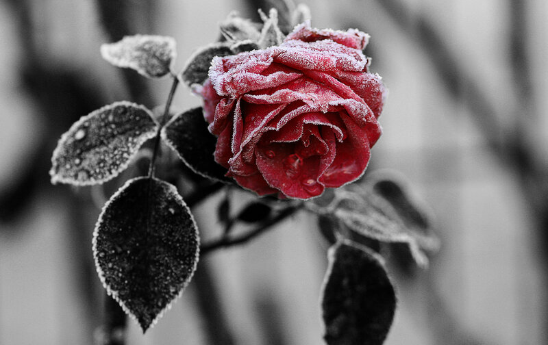 Frost-covered Red Rose — Dramatic