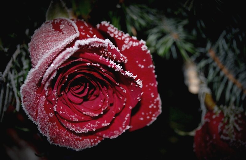 Frost-covered Red Rose — Dramatic, Winter, Photograph