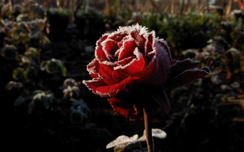 Frost-covered Red Rose — Dramatic, Winter