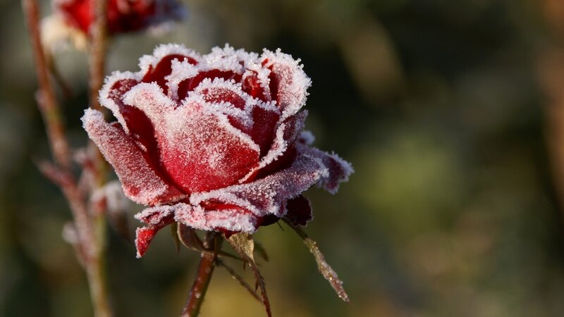 Frost-covered Red Rose — Serene