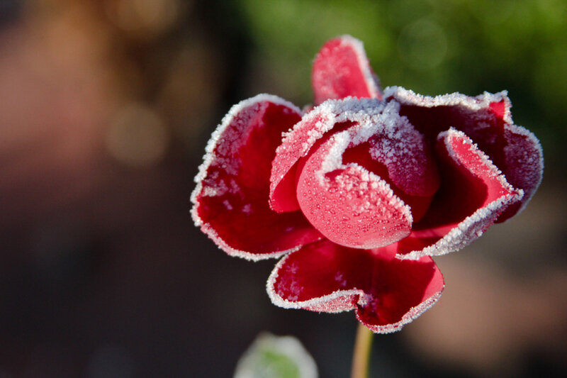 Frost-covered Red Rose — Serene, Winter, Photograph