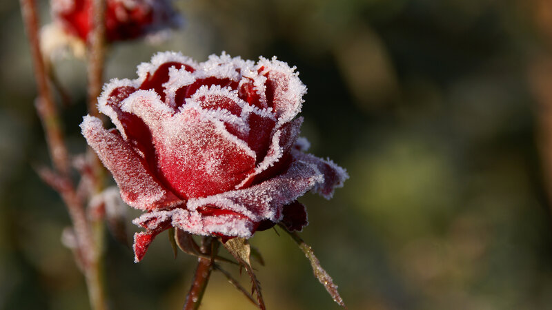 Frost-covered Red Rose — Serene, Winter