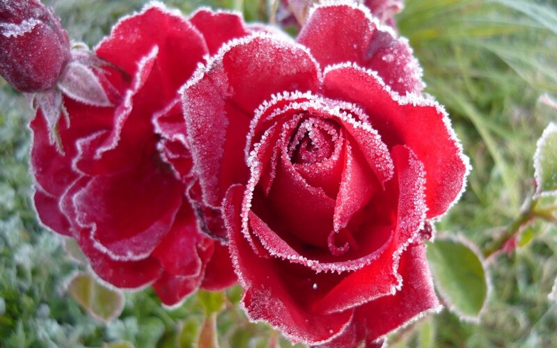 Frost-covered Red Roses — Calm, Winter