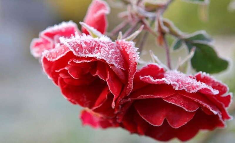 Frost-covered Red Roses — Cold, Winter