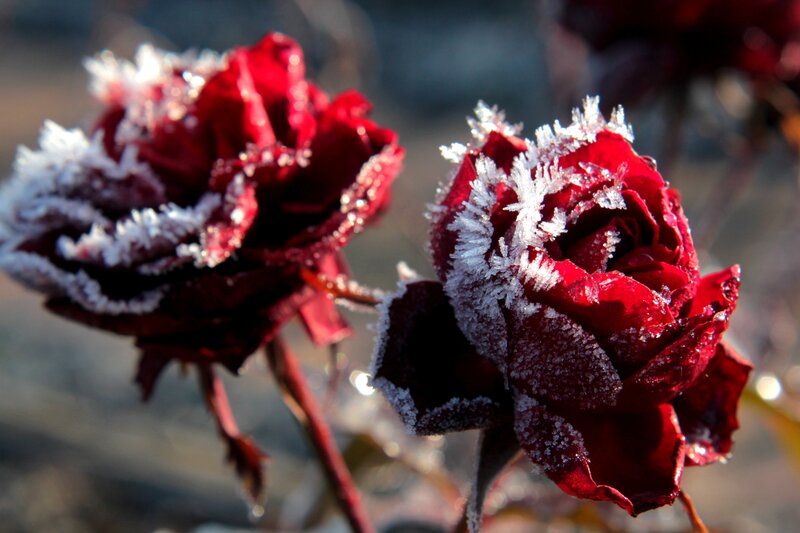 Frost-covered Red Roses — Dramatic