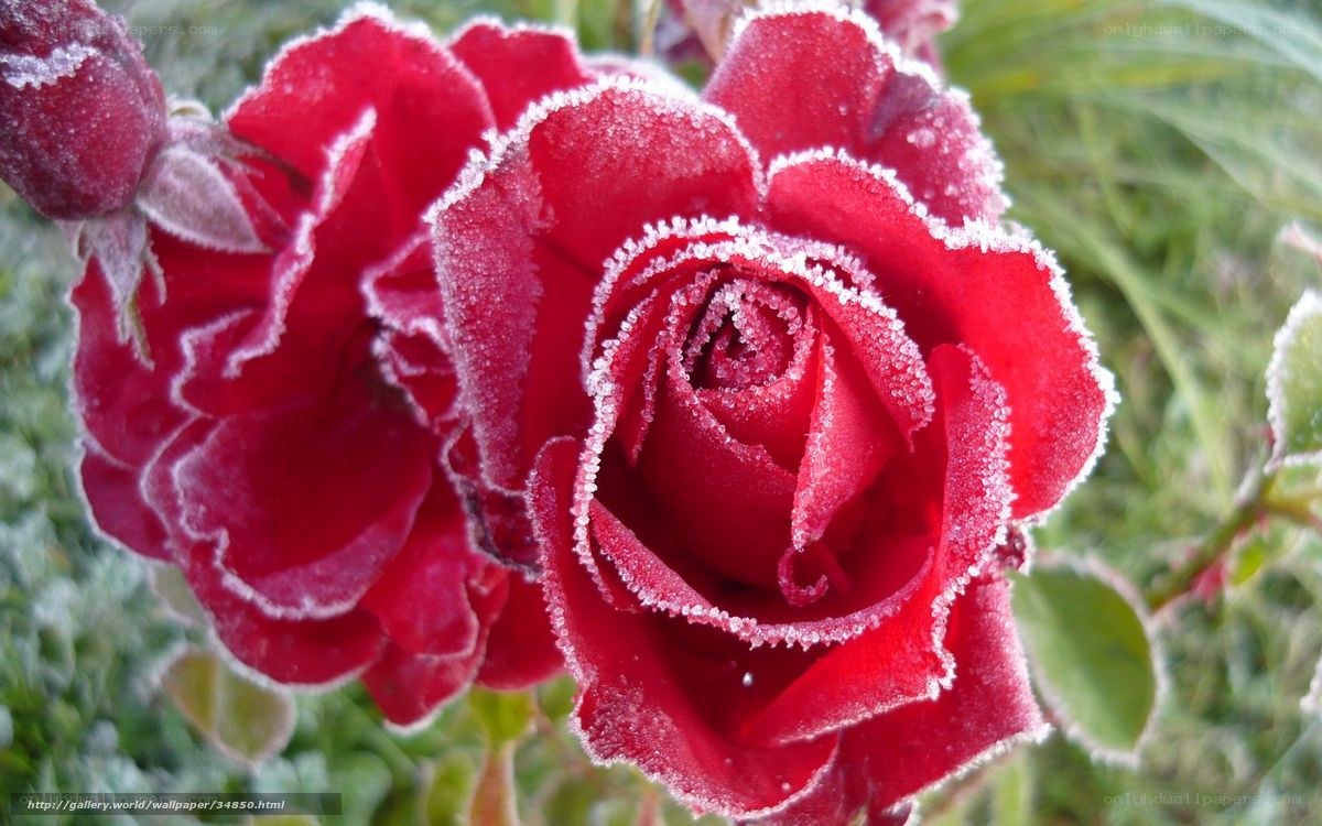 frost-covered red roses