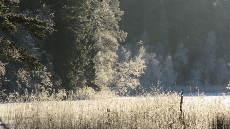 Frost-covered Reeds and Trees