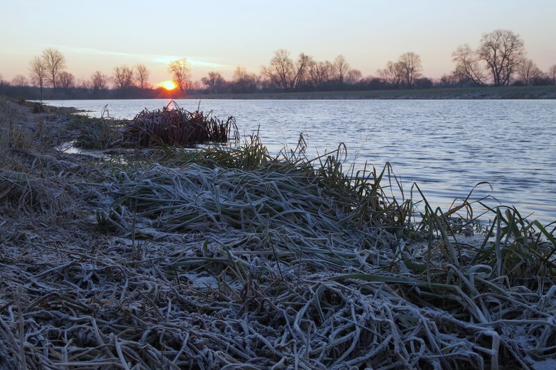 Frost-covered Reeds at Lake