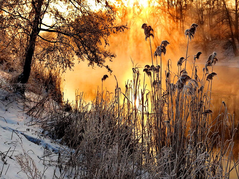 Frost-covered Reeds at Sunrise