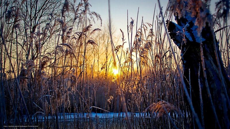 Frost-covered Reeds at Sunset — Gold