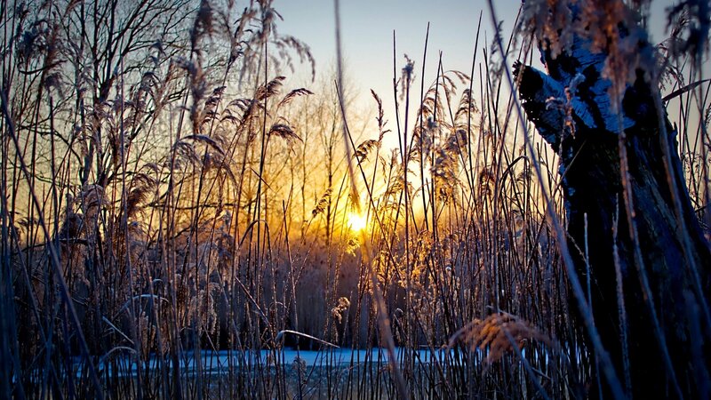 Frost-covered Reeds at Sunset