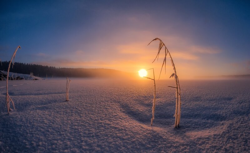 Frost-covered Reeds — Blue, Serene