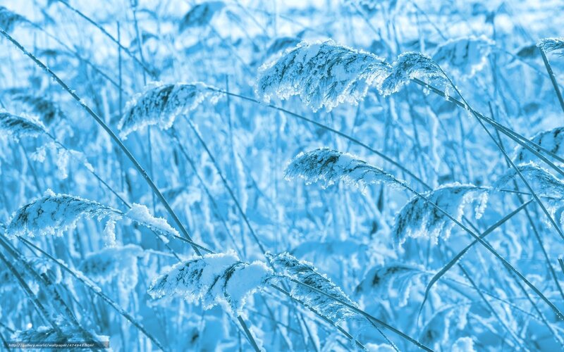 Frost-covered Reeds — Blue