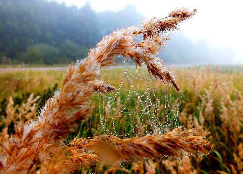 Frost-covered Reeds — Brown, Serene