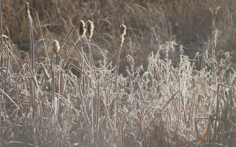 Frost-covered Reeds — Brown