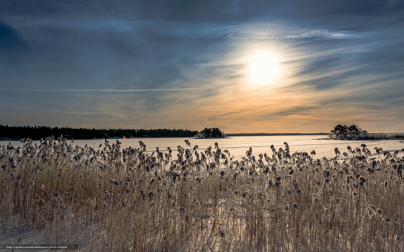 Frost-covered Reeds by Lake — Blue
